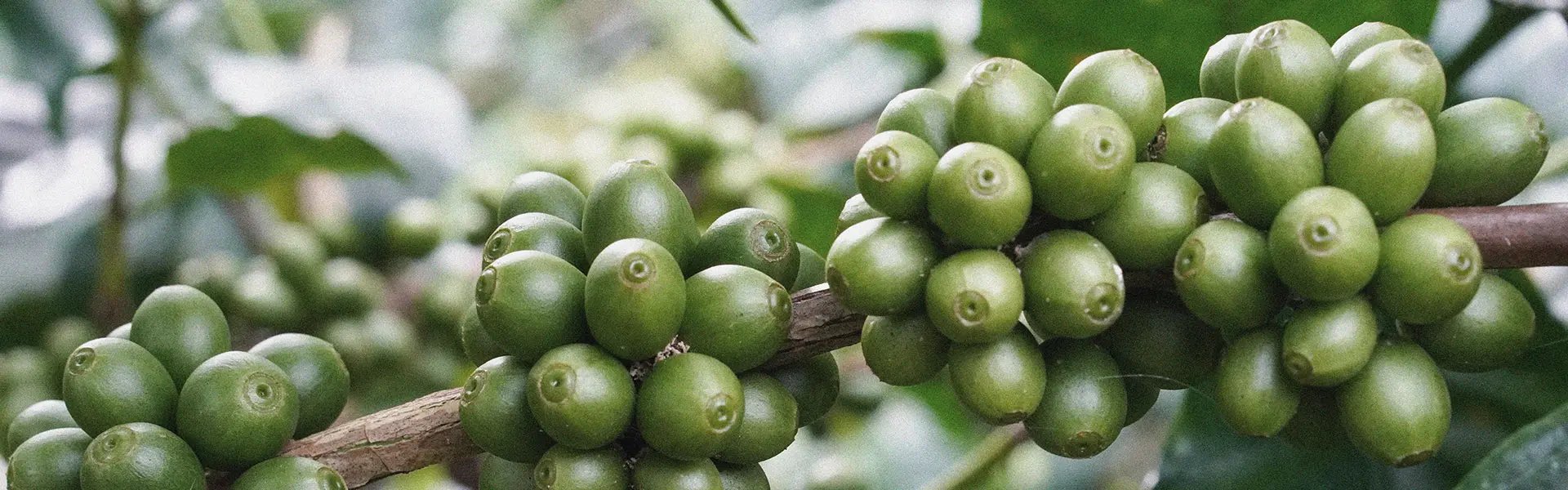 Green coffee cherries