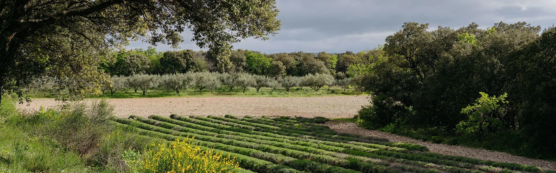 Lavender field