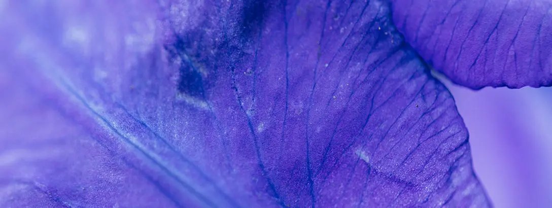 Macro image of iris petal