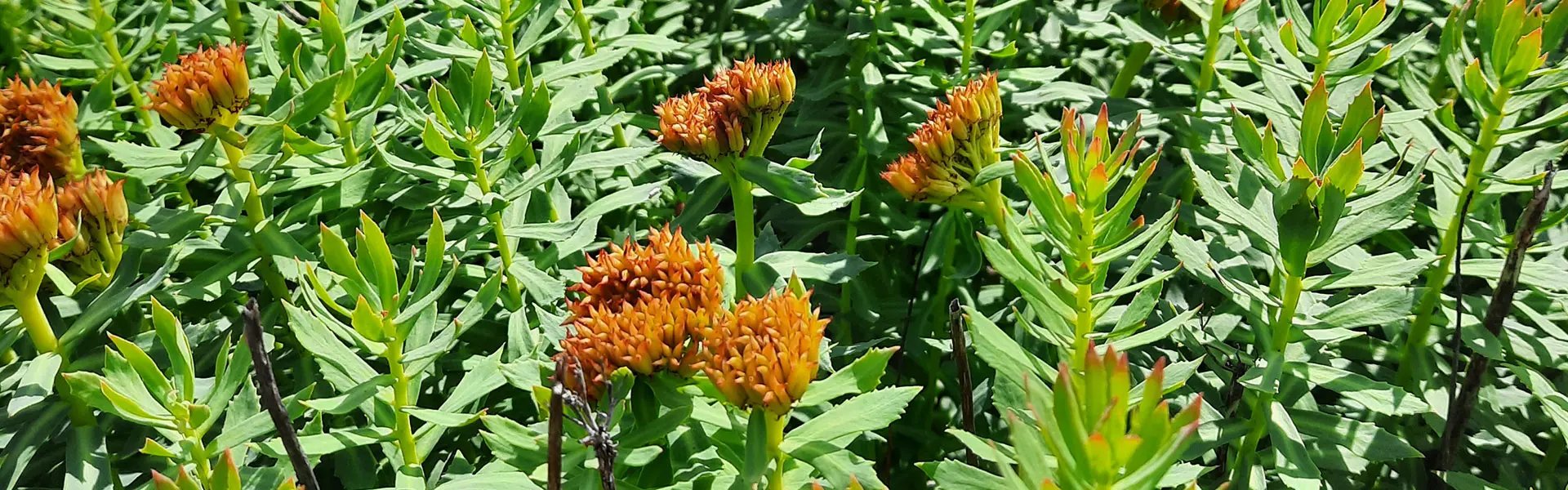 A field of flowering Rhodiola rosea