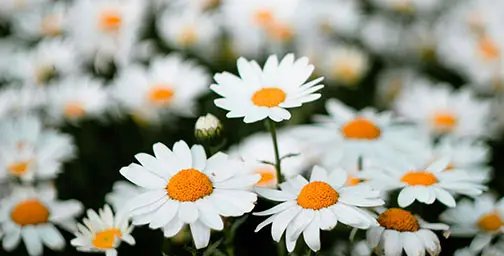 A field of chamomile flowers