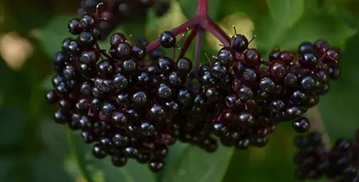 Close up of an elderberry colonies on a shrub