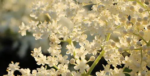 Close up of an elderflower
