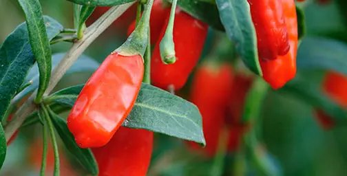 Close up of goji berries on a schrub