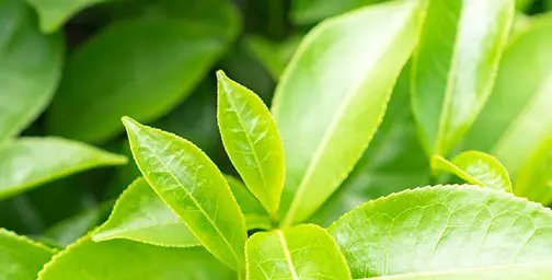Close up of fresh green tea leaves