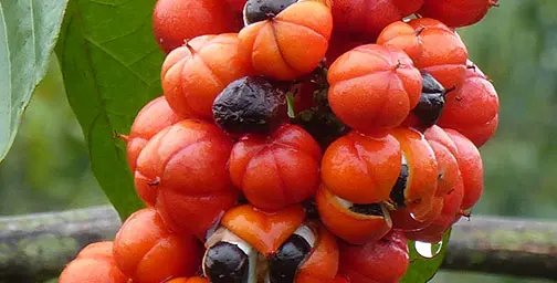 Close up of guarana berries on a plant