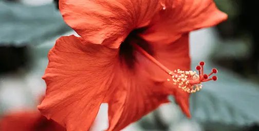 Close up of a red hibiscus flower, Chinese rose variant