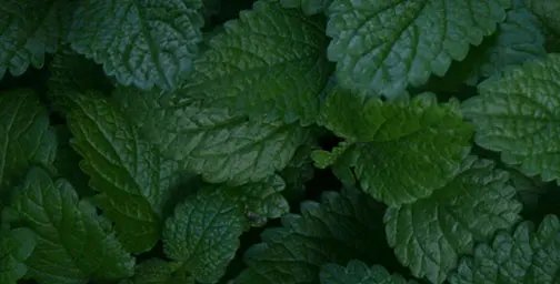 Close up of lemon balm leaves