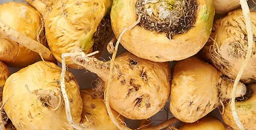 Full width image of maca roots