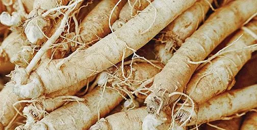 Close up of a group of panax ginseng roots