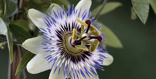 Close up of a purple white passion flower