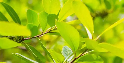 Close up of yerba-maté leaves