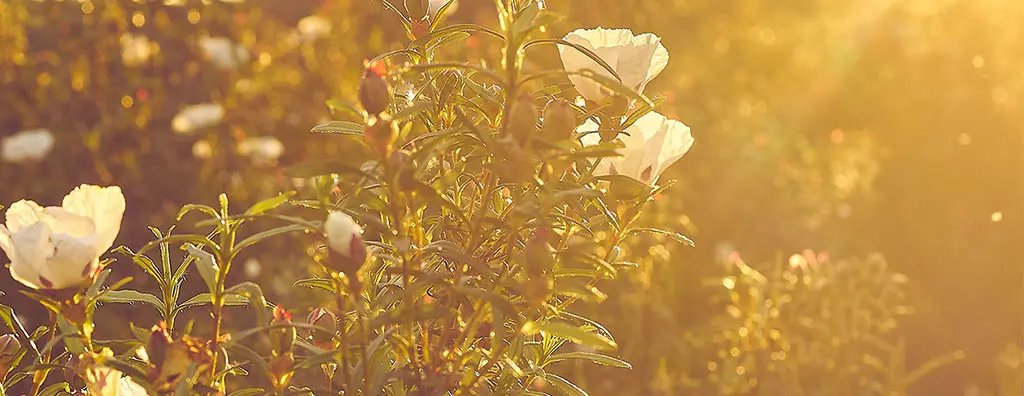A field of cistus ladaniferus in Spain