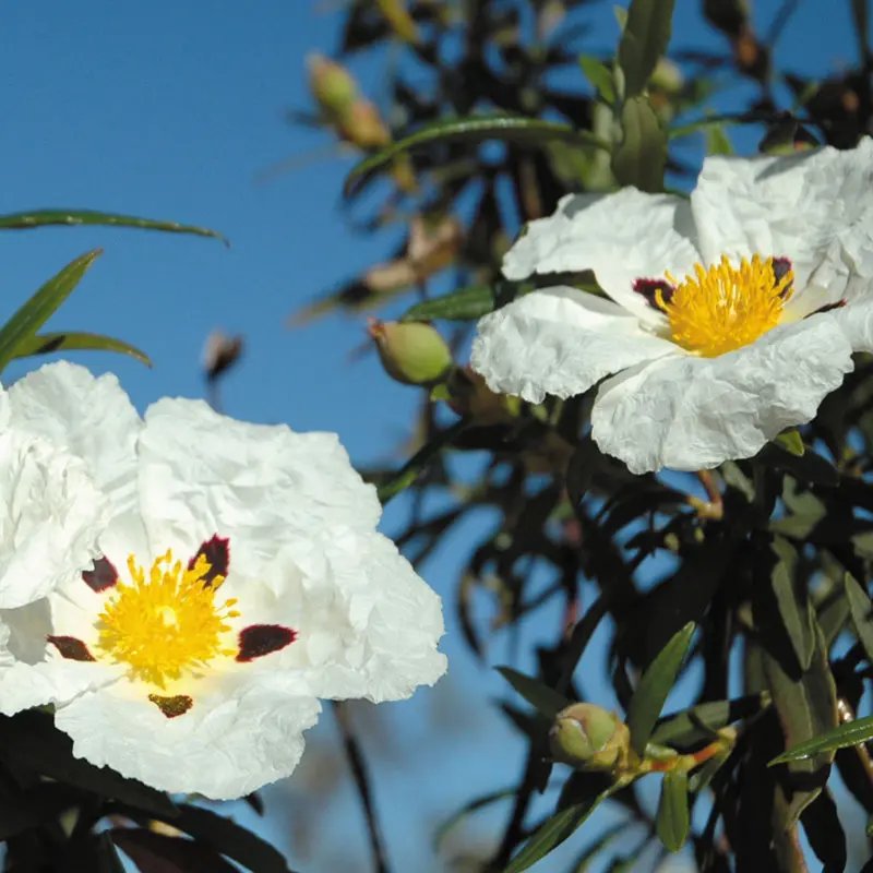 Close up of a cistus flower