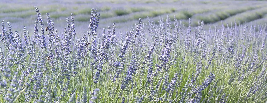 Close up of a lavender field