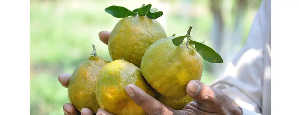 A person holding four big Delhi lime fruits