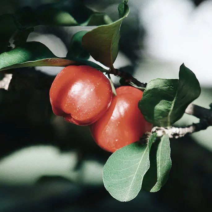 Acerola fruit hanging from a tree