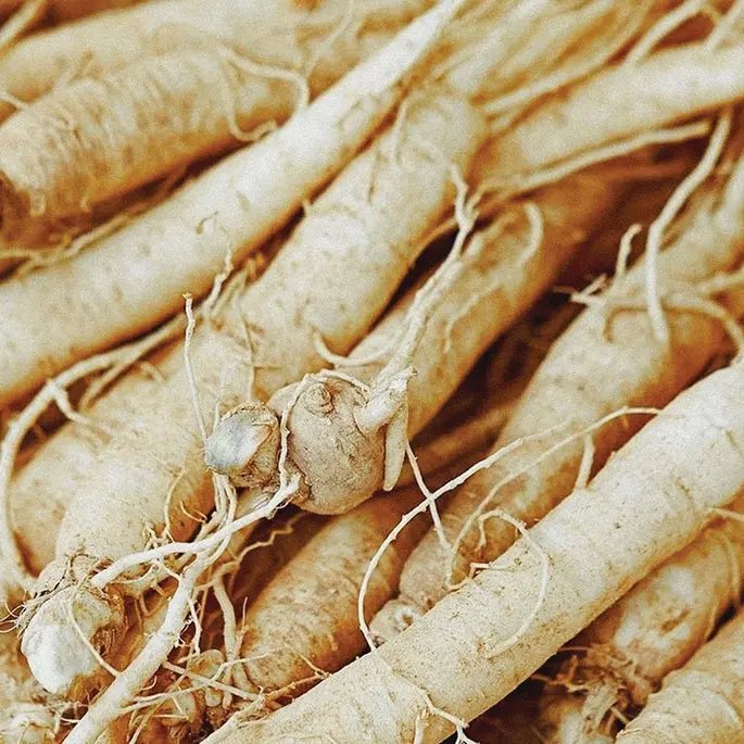 Close up of ginseng roots