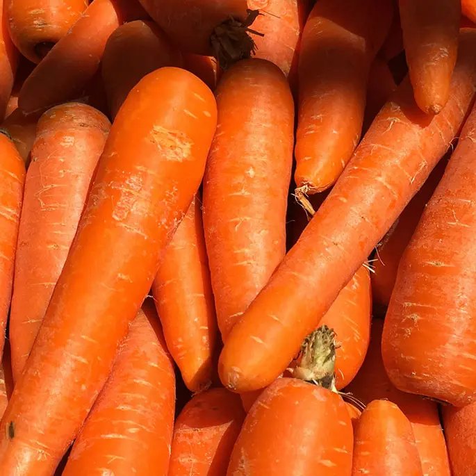 A bunch of carrots