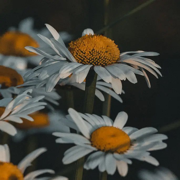 Chamomile flowers