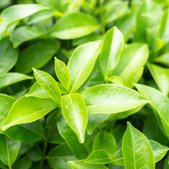 Green tea leaves