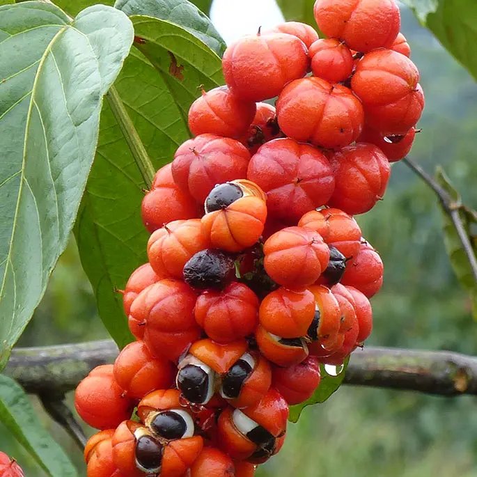 A cluster of guarana berries