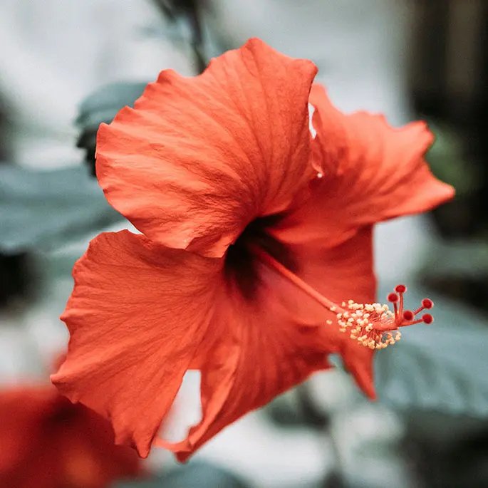 A red hibiscus flower