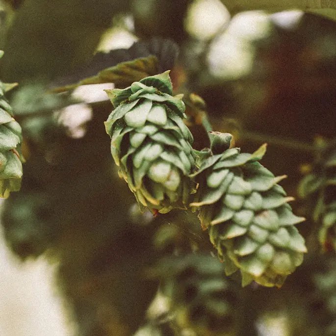 A close up of hop cones