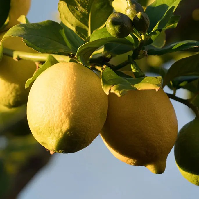Some lemons growing on a tree