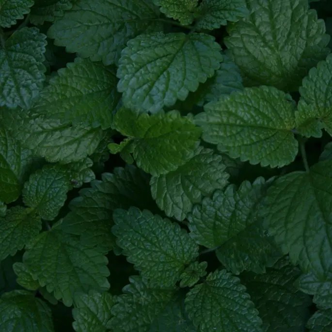 Lemon balm leaves