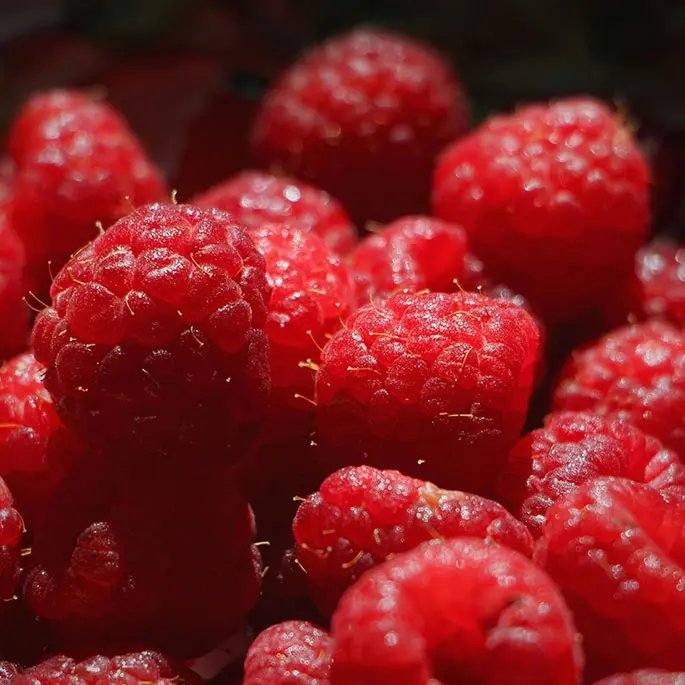 A bunch of picked raspberries