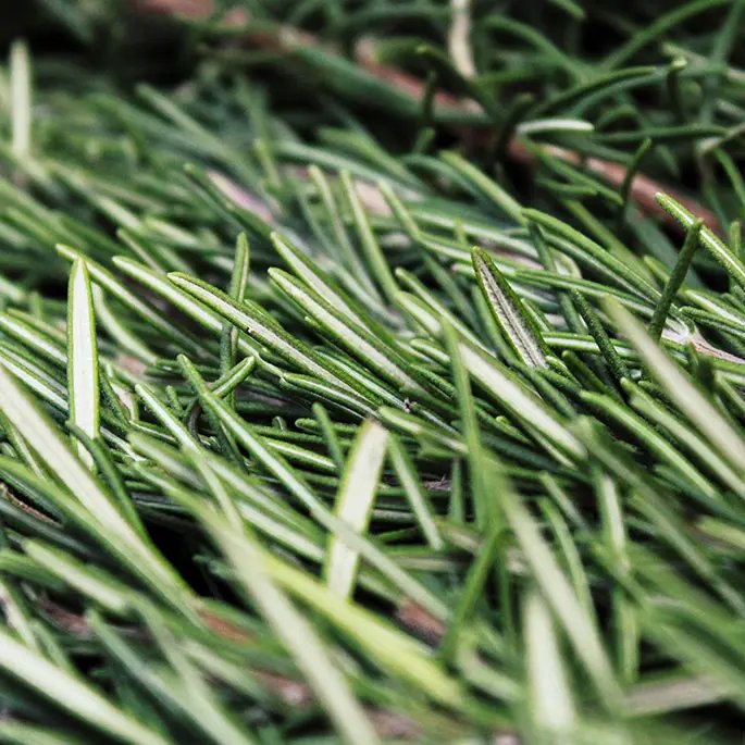 Close up of rosemary