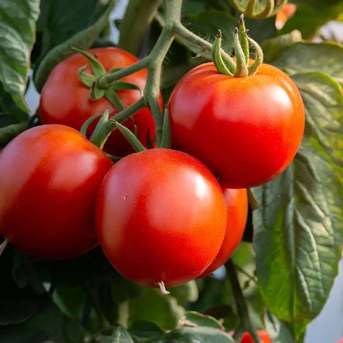 A tomato plant with tomatoes