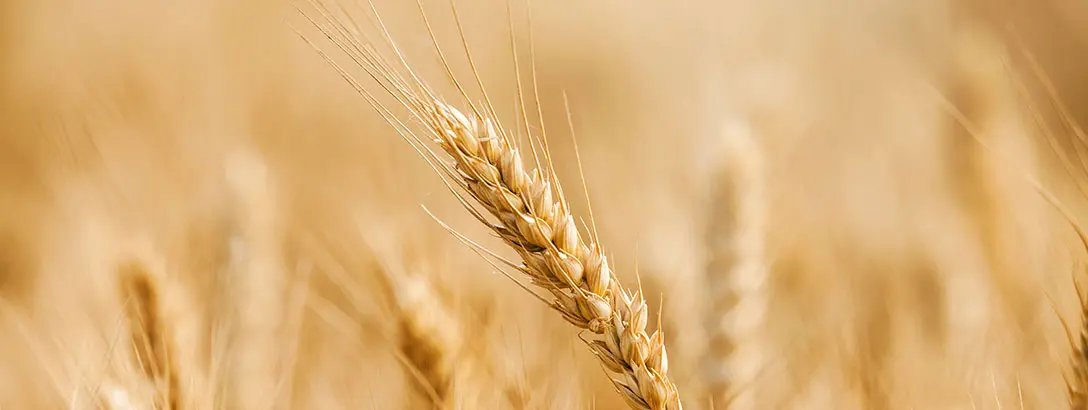 Field of wheat