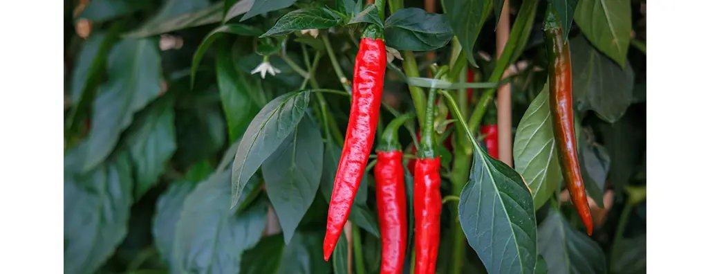 Bright red chillies hang amidst lush green leaves, showcasing their glossy skin. A brown chilli peeks out, highlighting the vibrant colours of the plant in a healthy setting.