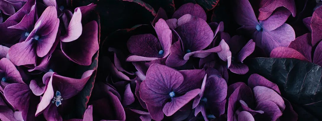 Clusters of rich purple hydrangea flowers are layered among dark green leaves, creating a vibrant, textured composition with hints of blue at the flower centres. The mood is lush and serene.