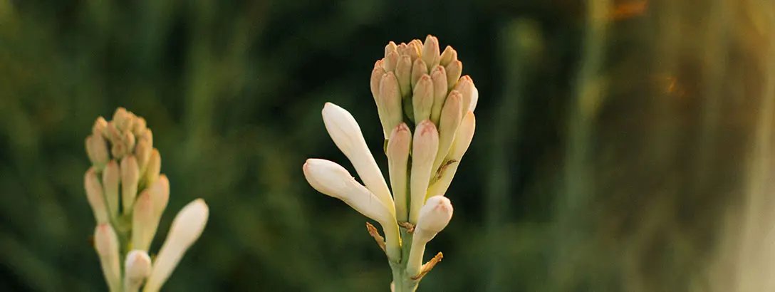 Delicate flower buds of a tuberose plant, featuring creamy white and soft pink hues, rise against a blurred green background, evoking a tranquil mood.