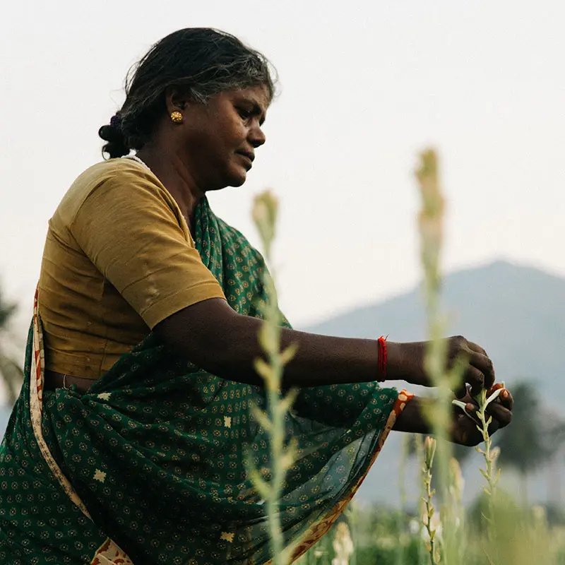 A woman in a green patterned sari is gently harvesting tuberose flowers in a field. The background features a softly lit landscape with rolling hills.