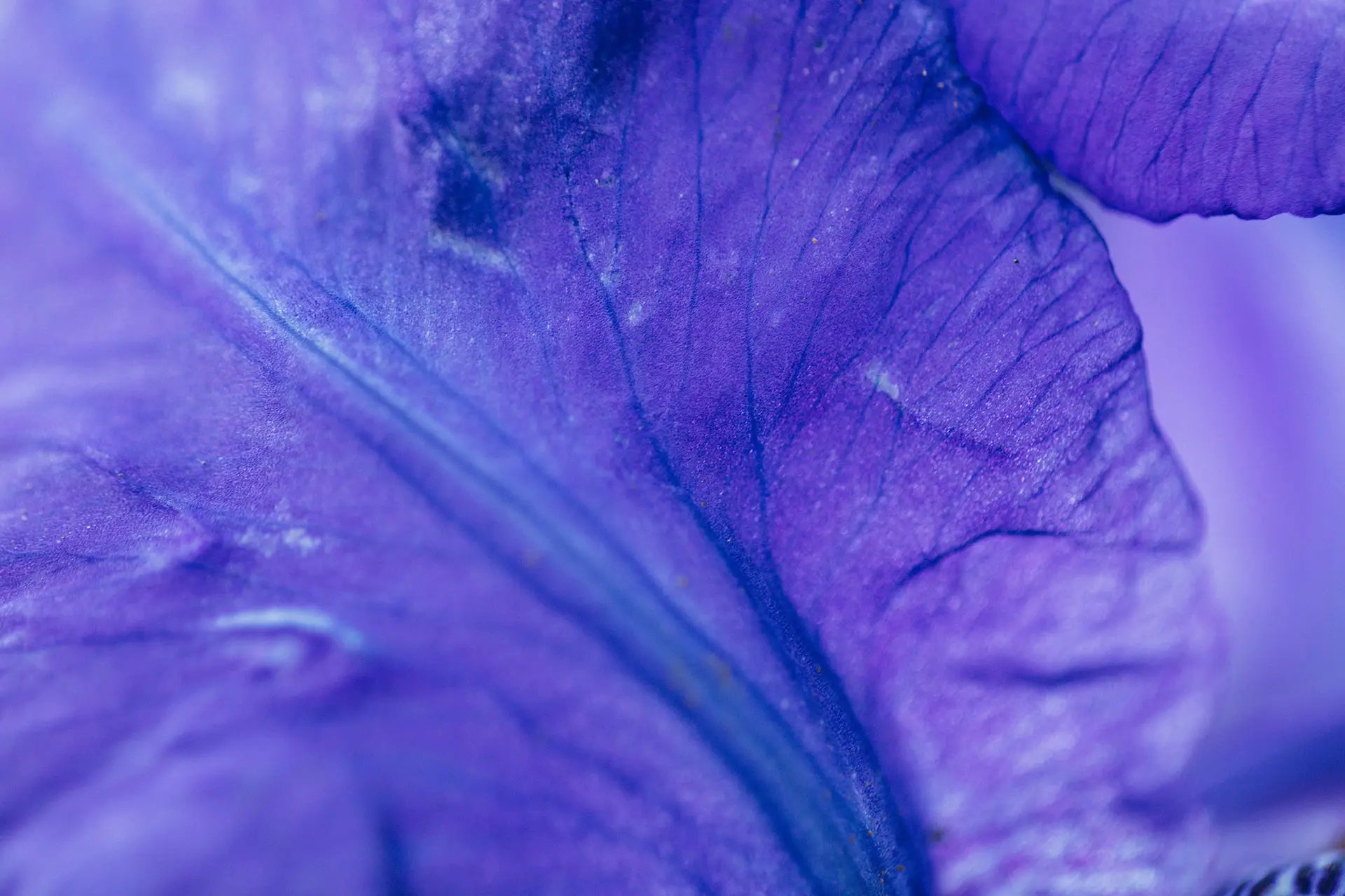 A close-up of a vibrant purple flower petal, showcasing intricate veins and a smooth texture. 