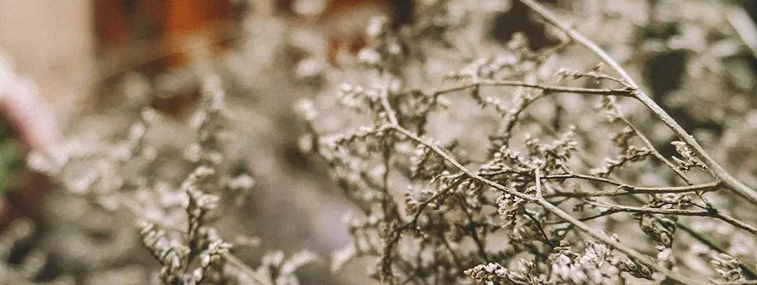 Dried, delicate branches with small sage flowers are in focus, showcasing muted tones of beige and grey.