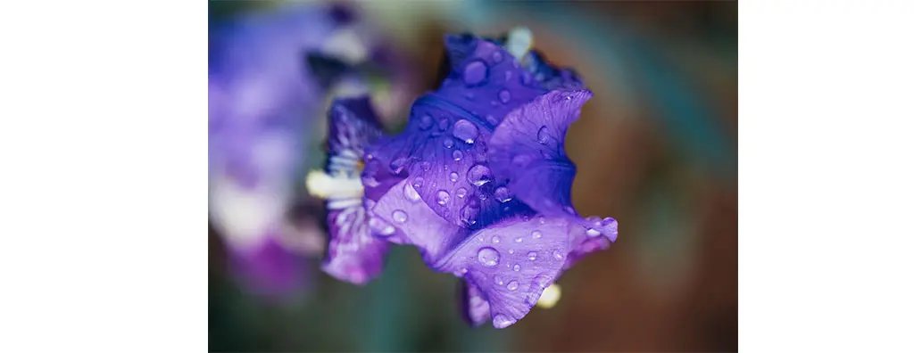 A close-up of a purple flower petal adorned with water droplets, set against a softly blurred background. 