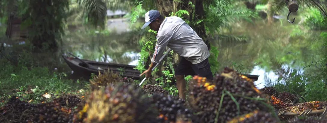 A person harvests palm fruit in a lush, green setting, surrounded by water and palm trees. They are in action, using a tool to collect the fruit, with a small boat visible nearby.
