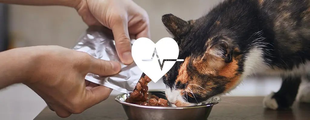 A person’s hand is pouring pet food from a silver pouch into a bowl, while a calico cat eagerly eats from it. 