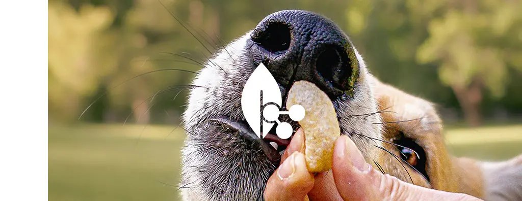 A close-up of a dog's nose, with a person holding a pet treat close to its mouth. The dog looks eager and happy, set against a blurred green background, suggesting a playful mood.