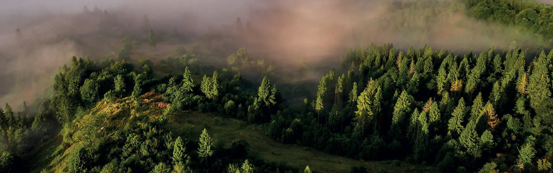 Aerial view of a lush green forest shrouded in morning mist, with rich tones of green and muted browns. The scene evokes a serene and tranquil atmosphere.