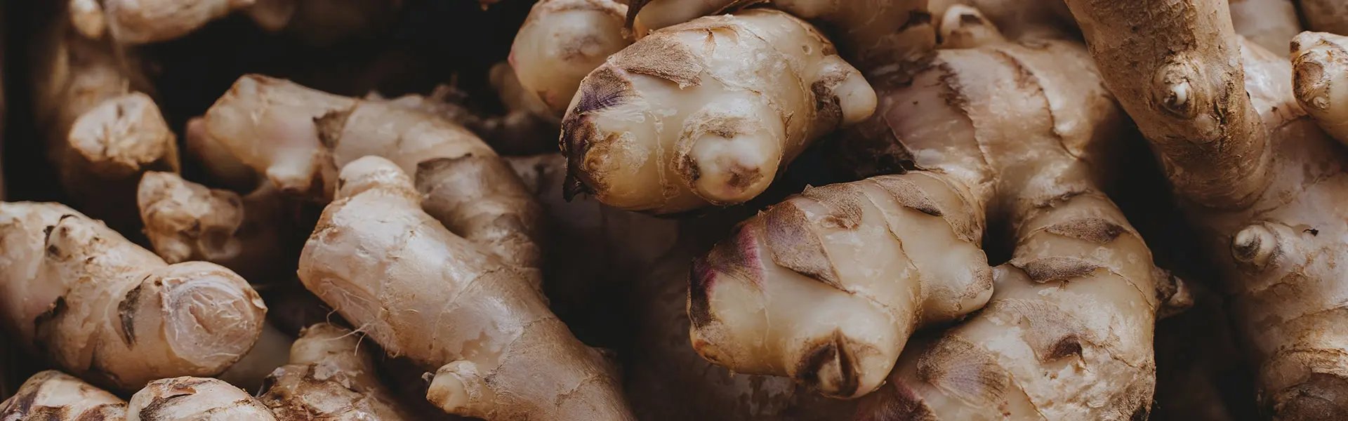 A close-up of many ginger roots piled together, showcasing their rough, light brown skin and irregular shapes. 