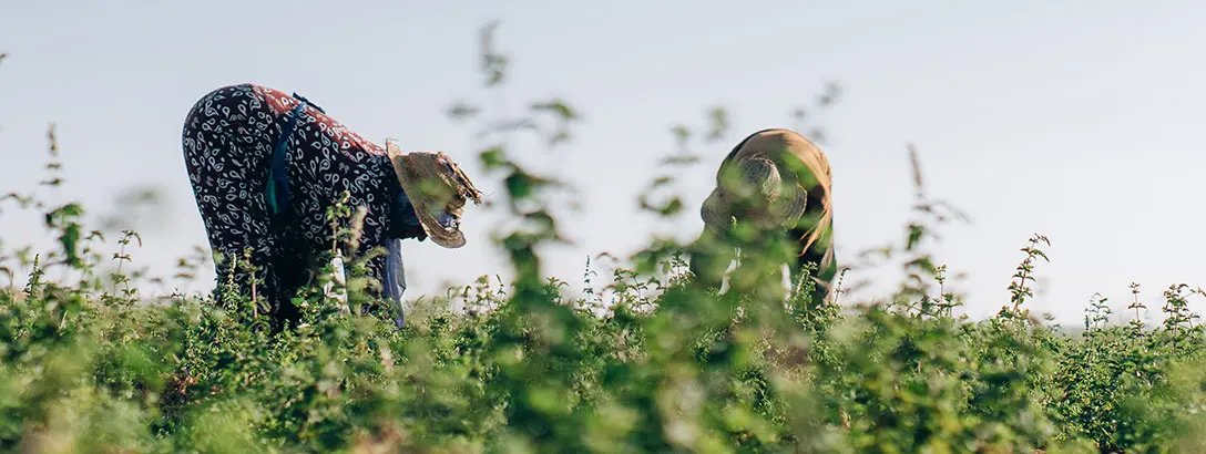 Two people in wide-brimmed straw hats bend down in a lush green field, harvesting mint. The clear blue sky above creates a bright, hopeful atmosphere.