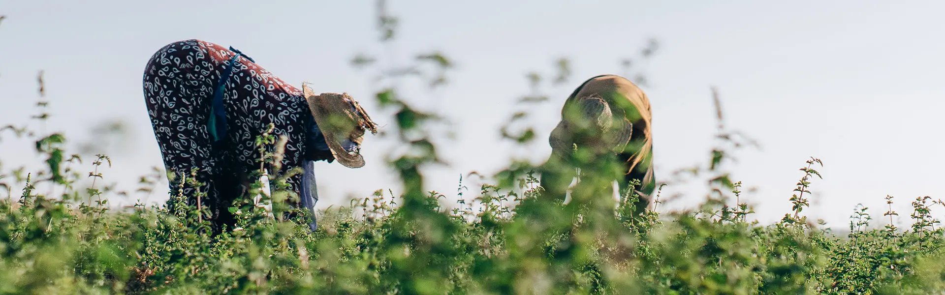 Two people in wide-brimmed straw hats bend down in a lush green field, harvesting mint. The clear blue sky above creates a bright, hopeful atmosphere.