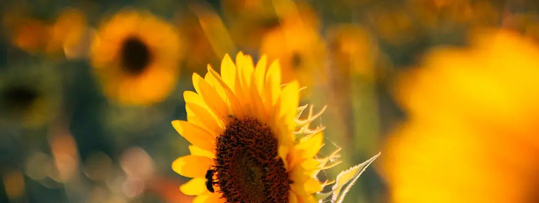 Bright yellow sunflowers fill a green field, with one flower in focus showcasing its textured centre. Soft sunlight enhances the vibrant colours, conveying a warm, serene atmosphere.