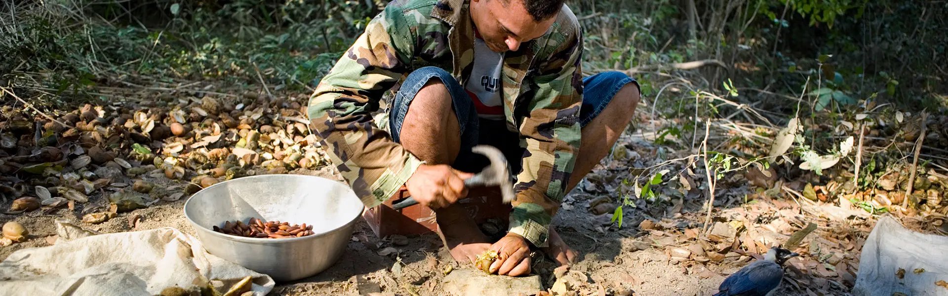 A person in a camouflage jacket crouches on the ground, using a hammer to crack open tonka beans among scattered seeds and pebbles. A metal bowl nearby holds additional seeds, surrounded by lush greenery.